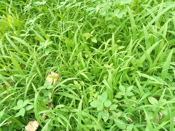 因持续的雨而生长的野生绿草 — 图库照片