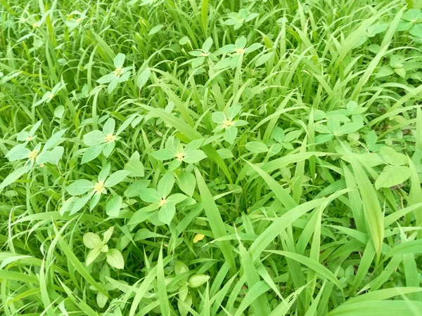 Hierba Verde Que Crece Silvestre Zona Tumba Mezcla Con Otras — Foto de Stock