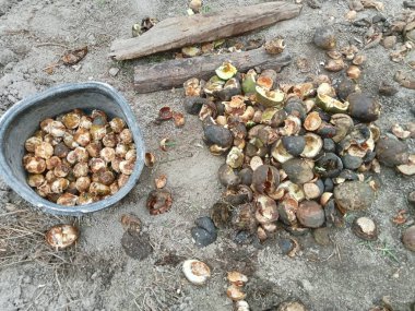 Kurutulmuş ve kabuğundan kırılmış fındık satılmak ya da evde kullanılmak üzere.