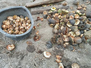 Kurutulmuş ve kabuğundan kırılmış fındık satılmak ya da evde kullanılmak üzere.