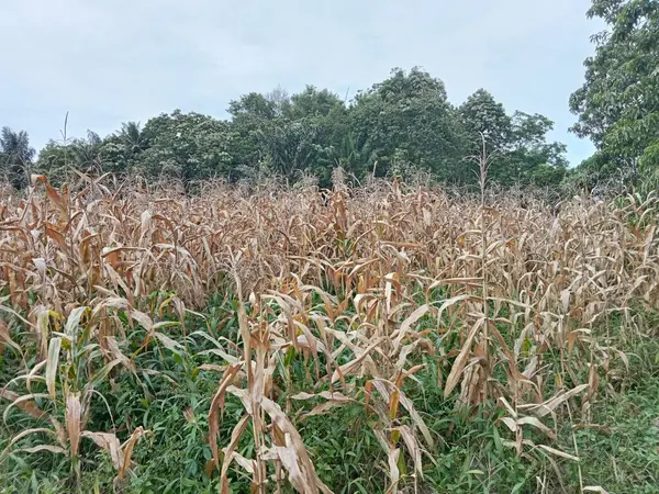 Hamparan Ladang Jagung Yang Ditanam Lurus Dan Teratur Dan Telah — Stok Foto