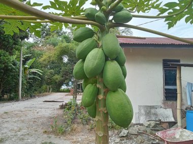Meyveleri büyümeye başlayan ve hala yeşil olan bir papaya ağacı. Bu ağaç meyvelerinin toplanmaya hazır olmasını bekliyor..