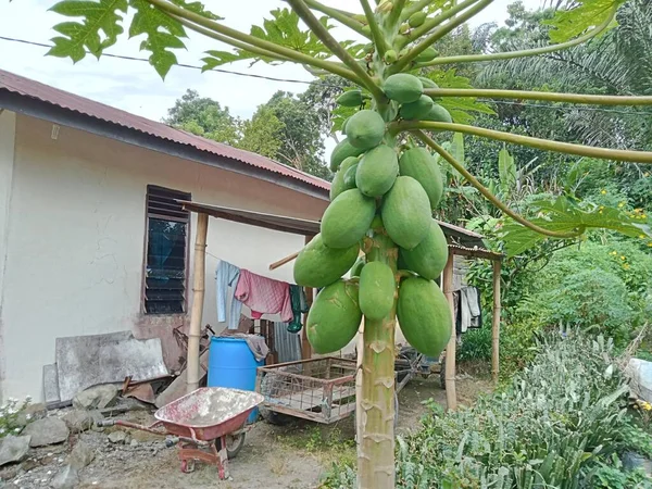 Egy Papaya Amelynek Gyümölcse Elkezd Nőni Még Mindig Zöld Arra — Stock Fotó