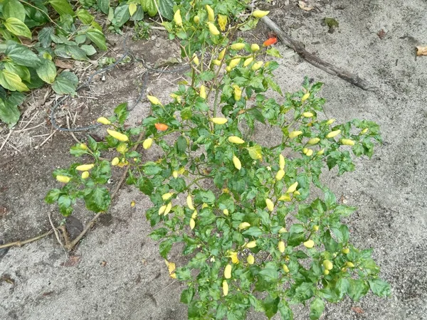 chili plants that have turned yellow and are ready to be harvested when they are green. Chili is always used to make chili sauce or sauce to get a spicy taste