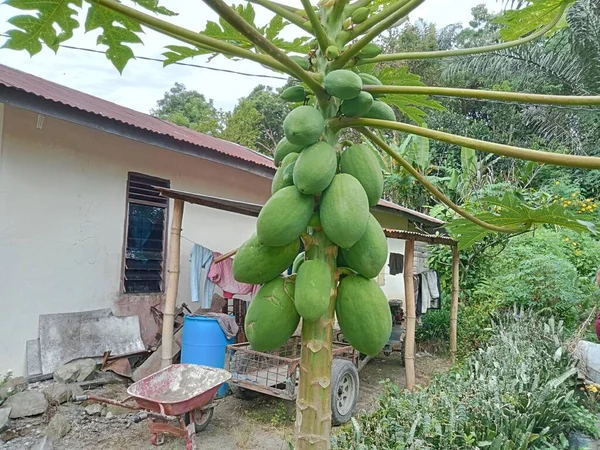 Egy Papaya Amelynek Gyümölcse Elkezd Nőni Még Mindig Zöld Arra — Stock Fotó