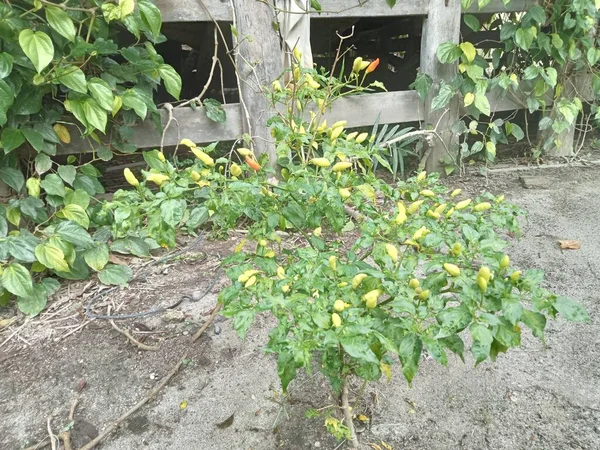 Plantas Chile Que Han Vuelto Amarillas Están Listas Para Ser —  Fotos de Stock