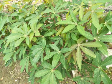 Cassava yaprağı bitkileri genellikle işlenmiş ev sebzeleri olarak kullanılır. Bu bitki sık sık bahçeye ya da evin etrafındaki tarlalara ekilir.