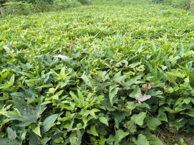 Sonuçları genellikle işlenmiş kızarmış yiyecekler, kekler ve diğer atıştırmalıklar olarak kullanılan tatlı patates bitkileri. Bu tatlı patates bitkisinin yaprakları bitkisel ilaçlar için de kullanılabilir.