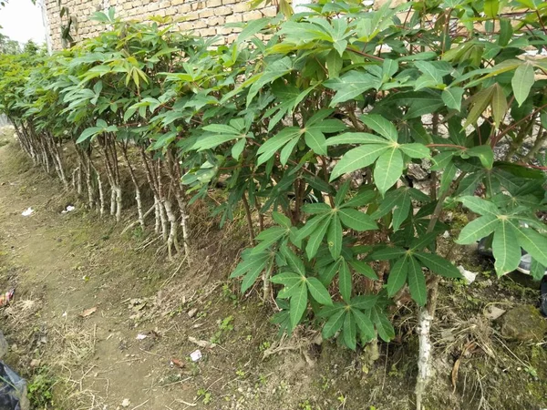 Maniok Blattpflanzen Die Oft Als Verarbeitetes Hausgemüse Verwendet Werden Diese — Stockfoto