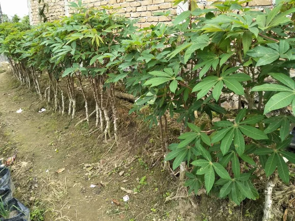 Cassava Yaprağı Bitkileri Genellikle Işlenmiş Sebzeleri Olarak Kullanılır Bitki Sık — Stok fotoğraf