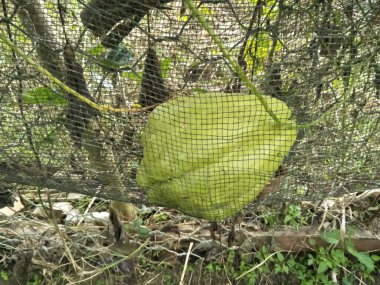 Meyvelerini göstermeye başlayan ve hasat için bekleyen yeşil sebze bitkileri. Bazıları yeşil dokuya sahip büyük bir boyuta sahiptir.