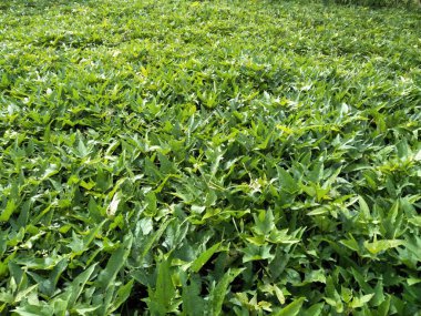 Sonuçları genellikle işlenmiş kızarmış yiyecekler, kekler ve diğer atıştırmalıklar olarak kullanılan tatlı patates bitkileri. Bu tatlı patates bitkisinin yaprakları bitkisel ilaçlar için de kullanılabilir.