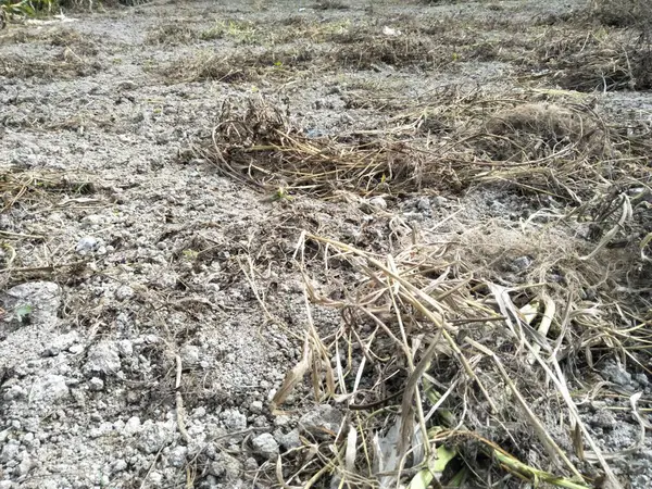 Rumput Kering Dicampur Dengan Daun Atau Kayu Yang Tersisa Dari — Stok Foto