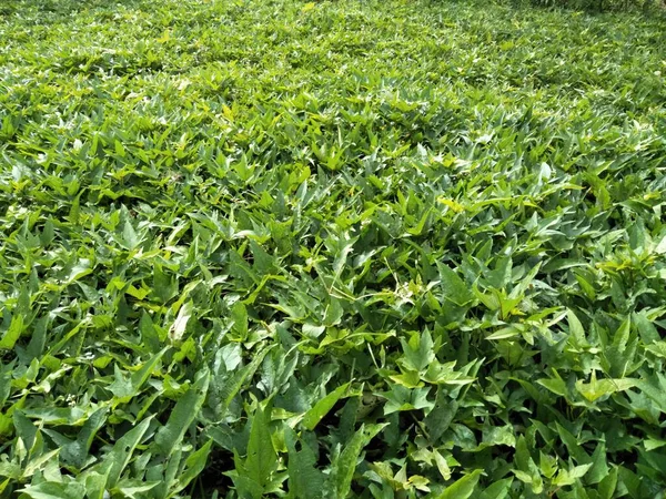 Sötpotatisväxter Vars Resultat Ofta Används Som Bearbetade Stekta Livsmedel Kakor — Stockfoto