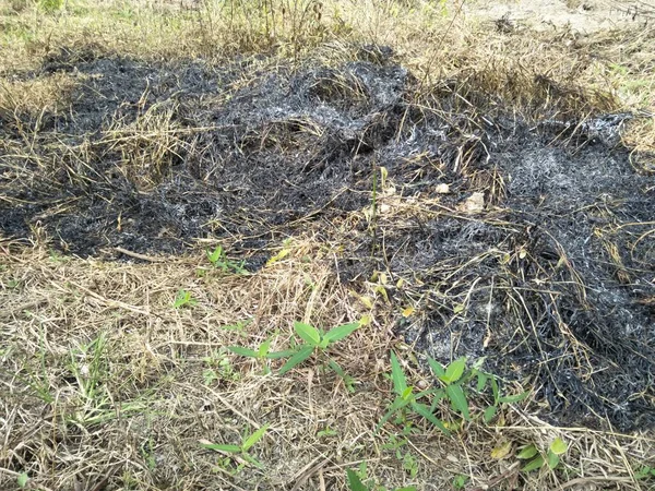 Abu Yang Tersisa Dari Rumput Yang Terbakar Dan Kayu Kering — Stok Foto