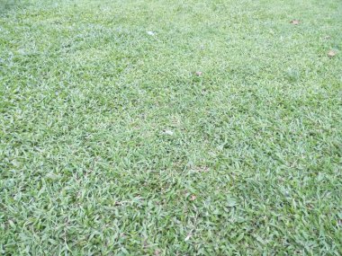 Taze yeşil çimen dokusu parka doğal yeşillik sağlamak için şehir parklarına ekilir ve egzersizler bittiğinde dinlenmek için kullanılabilir.