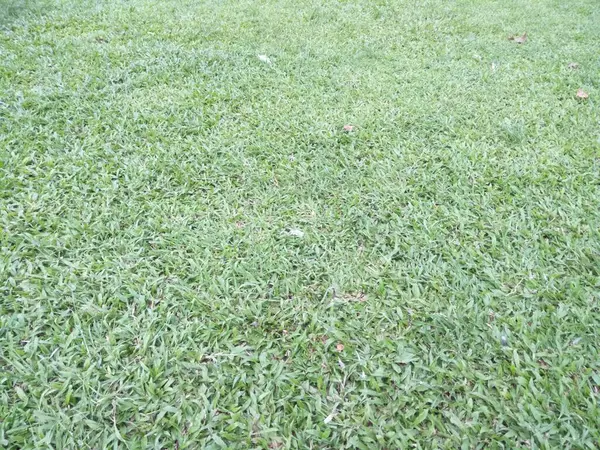 Tekstur Rumput Hijau Segar Ditanam Taman Kota Untuk Menyediakan Tanaman Stok Foto