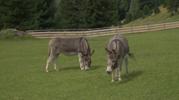 山の緑の牧草地で2匹の灰色のロバの放牧 — ストック動画