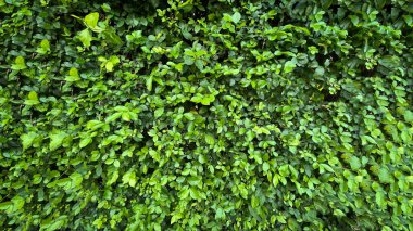 Arkaplan tasarımı için yeşil çimen duvar dokusu ve eko duvar ve sanat için die-cut.