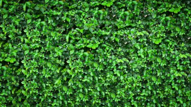 Arkaplan tasarımı için yeşil çimen duvar dokusu ve eko duvar ve sanat için die-cut.