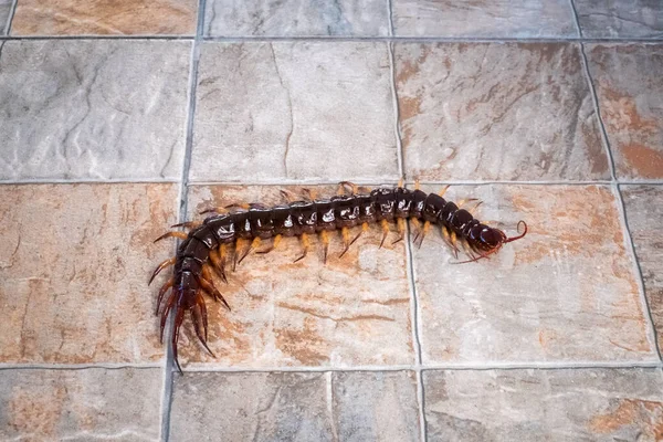 Yerde fotokopi alanı olan bir kırkayak.