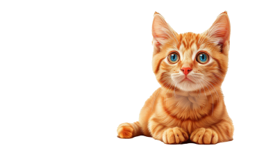 Beyaz arka planda kedi çizgi filmi.