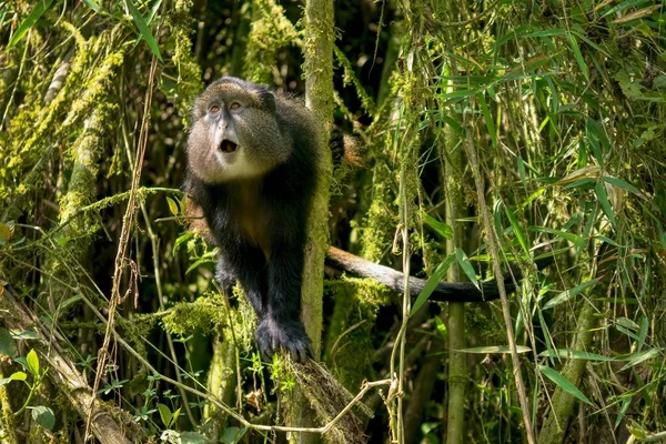一只野生金猴 拉丁文 Cercopithecus Kandti 的正面视图 它是生活在卢旺达竹林中的濒危物种 — 图库照片