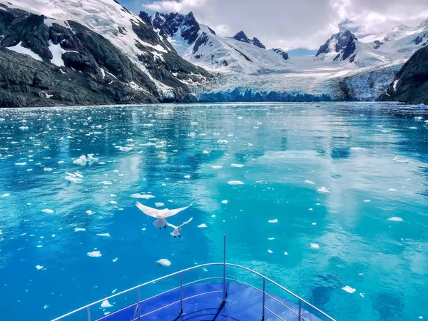 美丽而壮观的风景 两艘雪地的海燕在一艘满载浮冰的碧蓝大海航行的船的船头上方 向南乔治亚岛德里加尔斯基山上的冰川飞去 — 图库照片