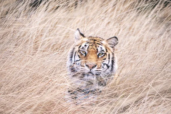 Portrait Male Tiger Looking Directly Camera Almost Completely Hidden Long — Stock Photo, Image