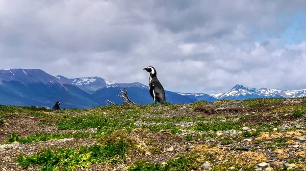 一只麦哲伦企鹅 Spheniscus Magellanicus 栖息在阿根廷乌斯怀亚 Ushuaia 附近的比格尔海峡 Beagle Channel 的马略岛上 背景是安第斯山脉 — 图库照片