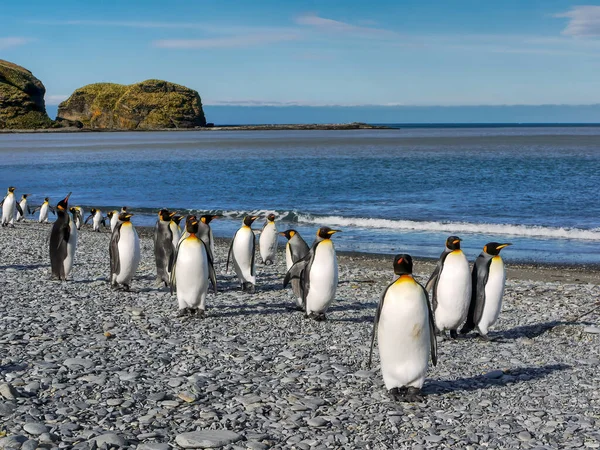 在南乔治亚岛上 一个阳光明媚的晴天 一群成年企鹅在圣安德鲁湾的卵石沙滩上散步 蓝天背景 — 图库照片