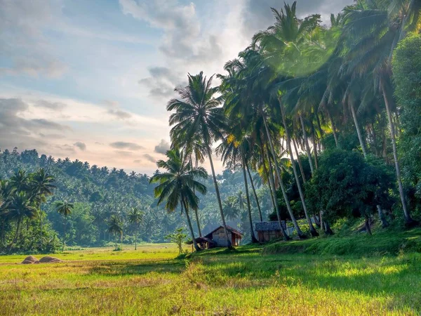 Tradycyjny Dom Strzechą Przybudówką Skraju Pola Ryżowego Otoczony Palmami Kokosowymi Obraz Stockowy