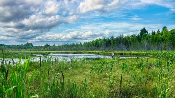 Ein Von Gesunden Natürlichen Feuchtgebieten Und Wäldern Umgebener Teich Den Stockbild