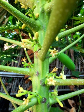 Boş toprakları kullanan papaya yetiştirme merkezi. 