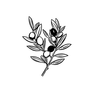 Tasarımınız için zeytin dalı çizgisi sanat klasiği çizimi