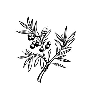 Tasarımınız için zeytin dalı çizgisi sanat klasiği çizimi