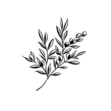Tasarımınız için zeytin dalı çizgisi sanat klasiği çizimi