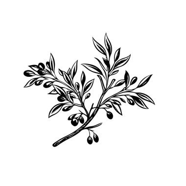 Tasarımınız için zeytin dalı çizgisi sanat klasiği çizimi