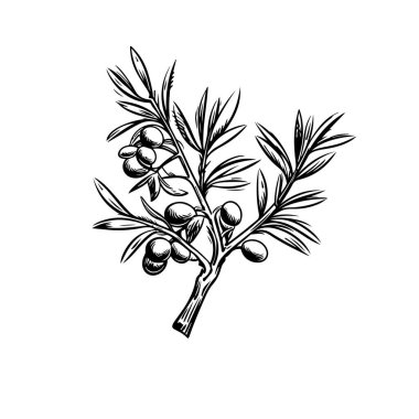 Tasarımınız için zeytin dalı çizgisi sanat klasiği çizimi