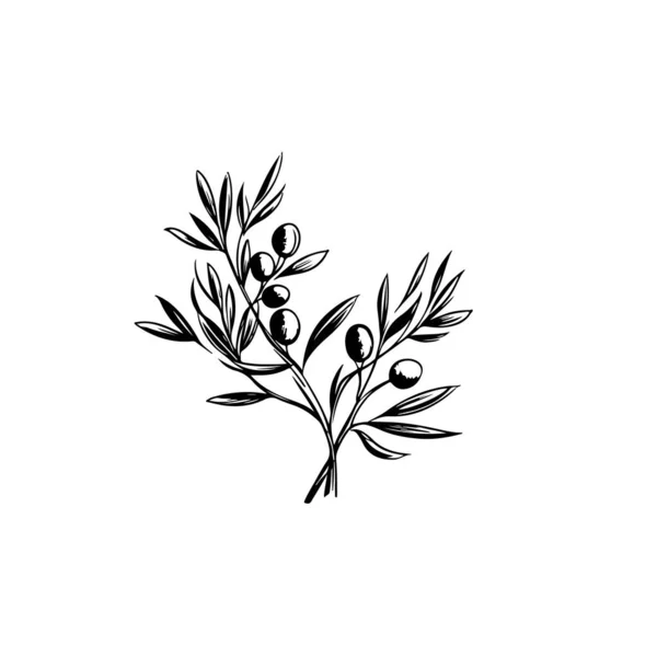 Ilustrasi Vintage Seni Cabang Olive Untuk Desain Anda - Stok Vektor