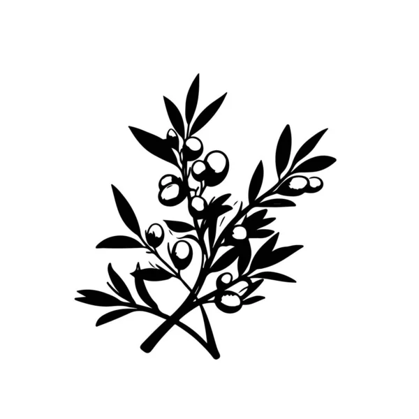 Ilustrasi Vintage Seni Cabang Olive Untuk Desain Anda - Stok Vektor