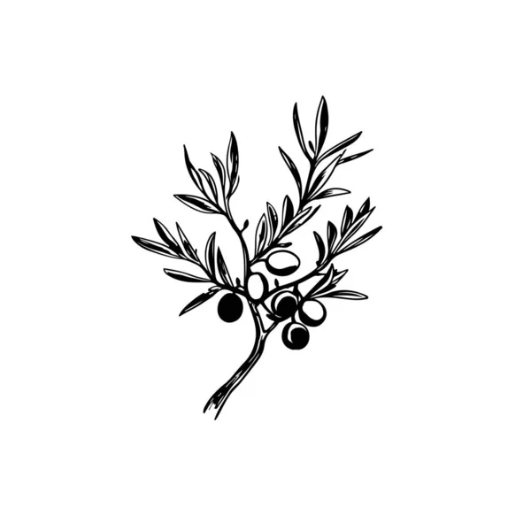 Винтажная Иллюстрация Оливковой Ветви Вашего Дизайна — стоковый вектор