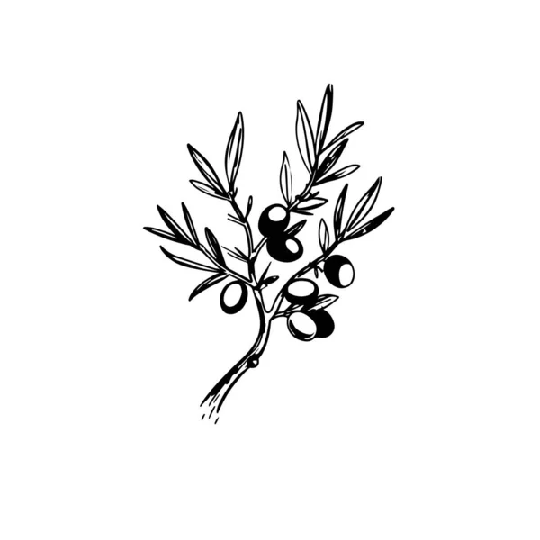 Винтажная Иллюстрация Оливковой Ветви Вашего Дизайна — стоковый вектор