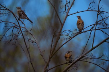Turdus pilaris, Çekoslovakya 'nın Turdidae familyasının bir üyesidir.
