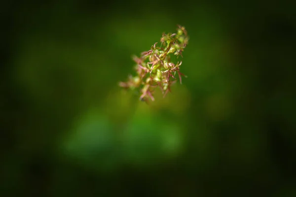 Neottia Cordata Twayblade Menor Twayblade Folha Coração Uma Orquídea Pântanos — Fotografia de Stock