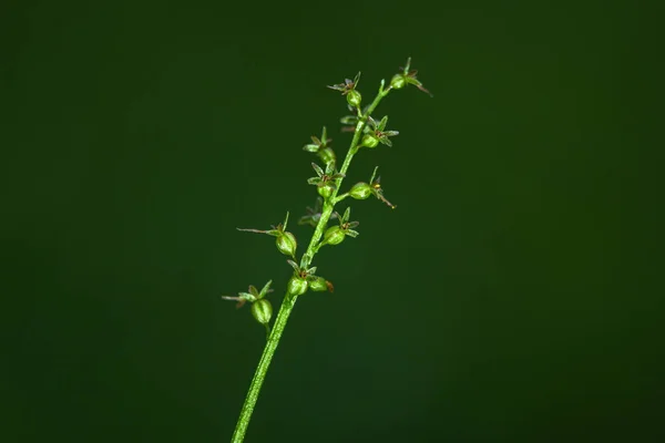 Neottia Cordata Lesser Twayblade Heartleaf Twayblade Orchid Upland Bogs Mires — стоковое фото