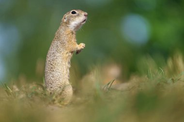 Avrupalı sincap, Spermophilus citellus - Avrupalı souslik olarak da bilinir.