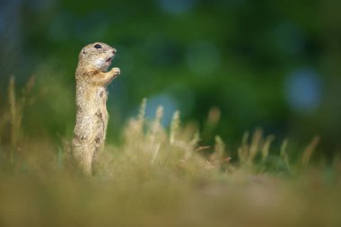 Avrupalı sincap, Spermophilus citellus - Avrupalı souslik olarak da bilinir.
