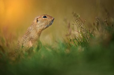 Avrupalı sincap, Spermophilus citellus - Avrupalı souslik olarak da bilinir.