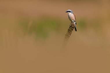 Kırmızı sırtlı örümcekkuşu (